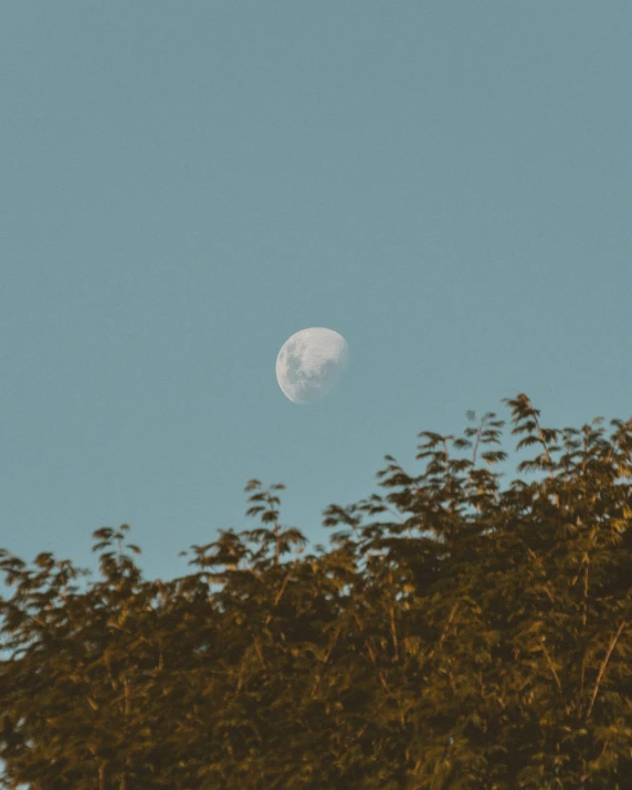 a view of the moon and the trees outside