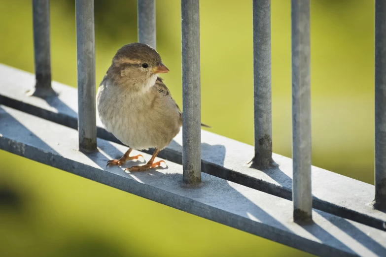 a small bird in the back of a birdcage