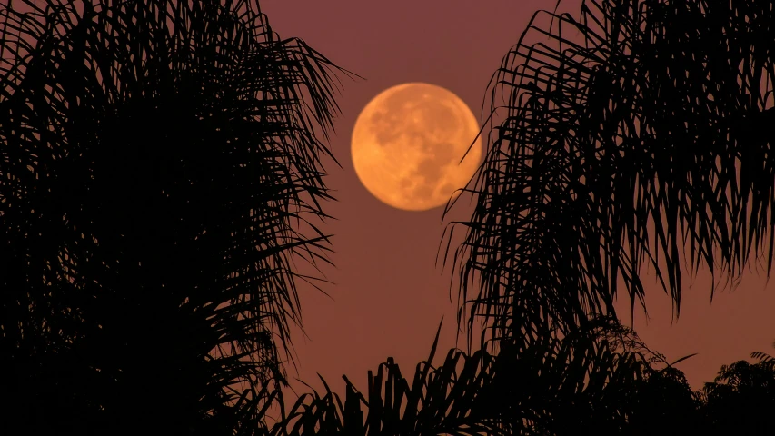 the full moon seen behind palm trees silhouetted