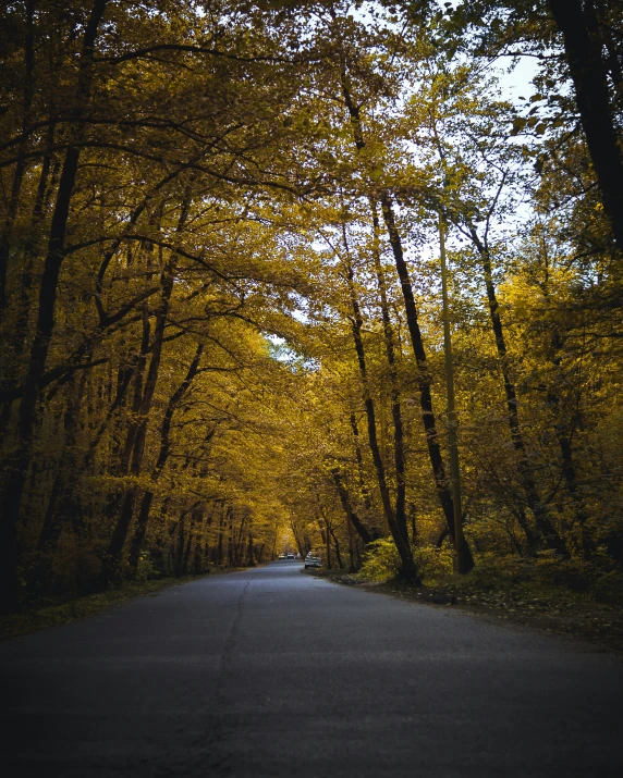 a tree lined street in the woods in autumn