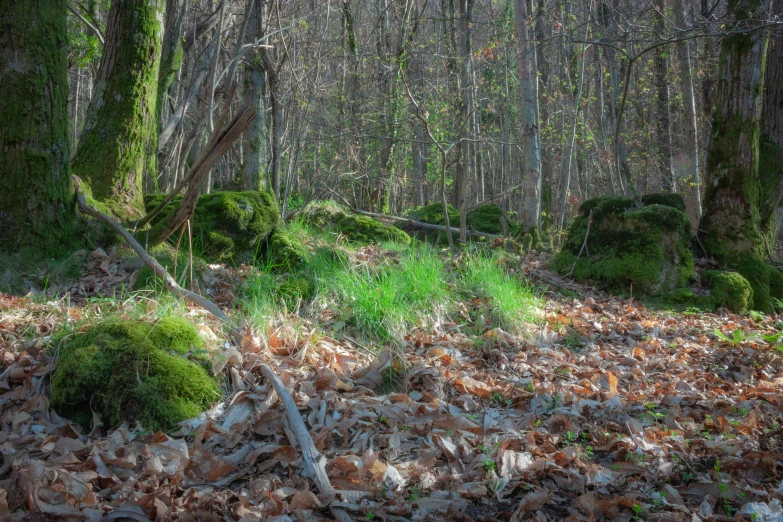 a path between two trees covered in moss