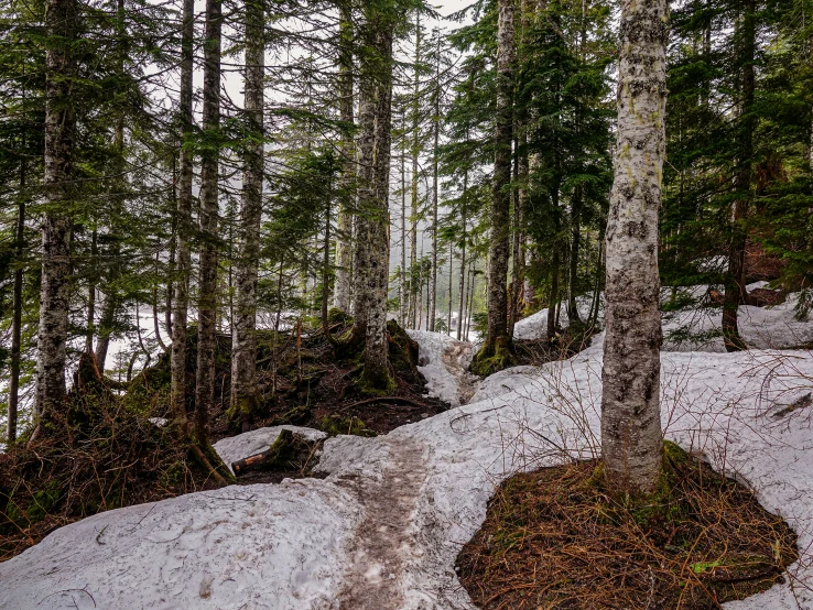 a snow covered path going through the woods