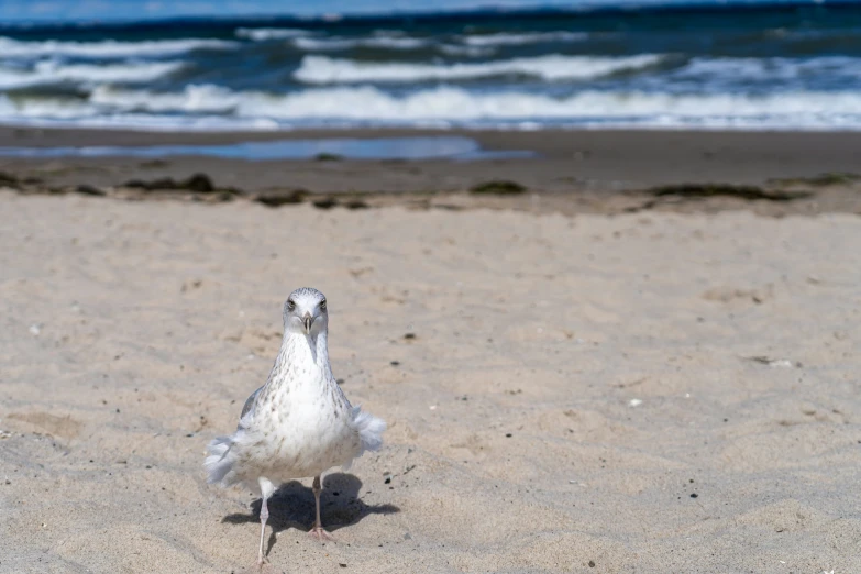 a little bird is walking across the sand