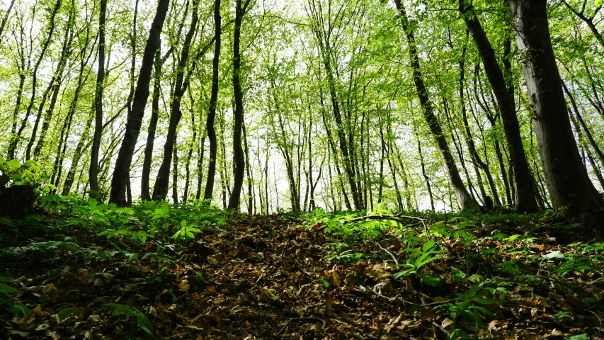 a tree - covered forest with green foliage on the ground and leaves scattered