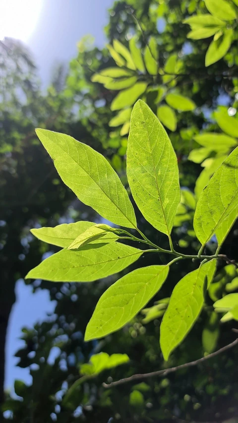 a large green leaf is in front of the trees