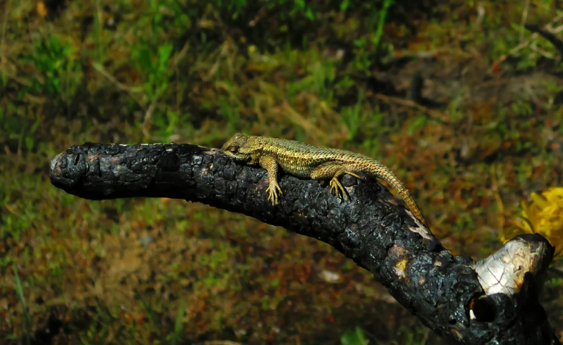 a lizard that is on top of a nch