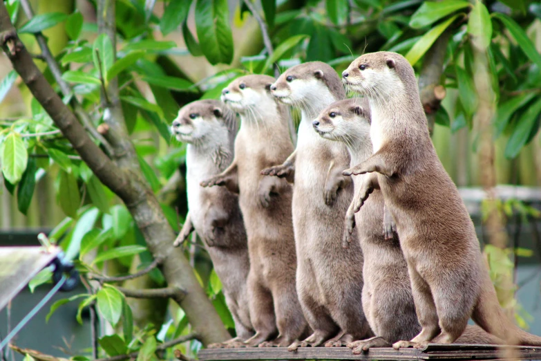 several meerkats stand in a row as one stretches his arms