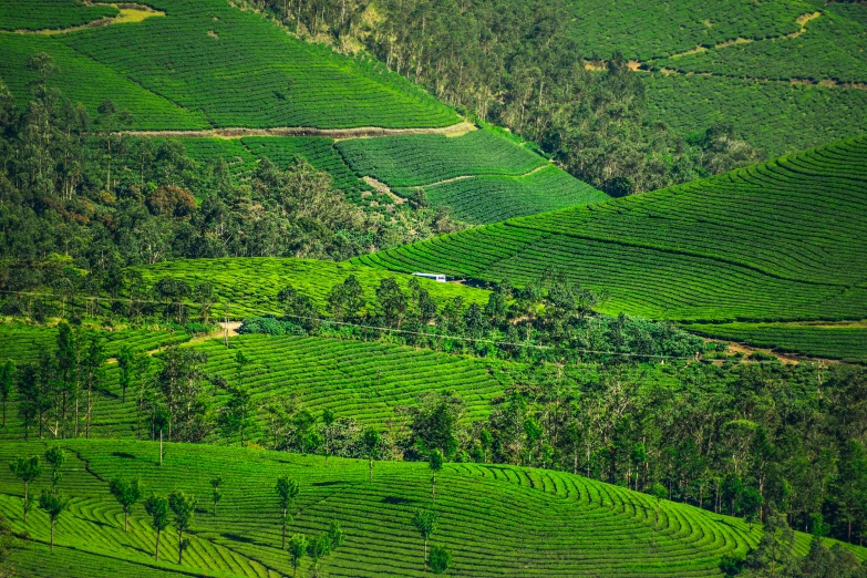 some very big pretty tea fields on the hill