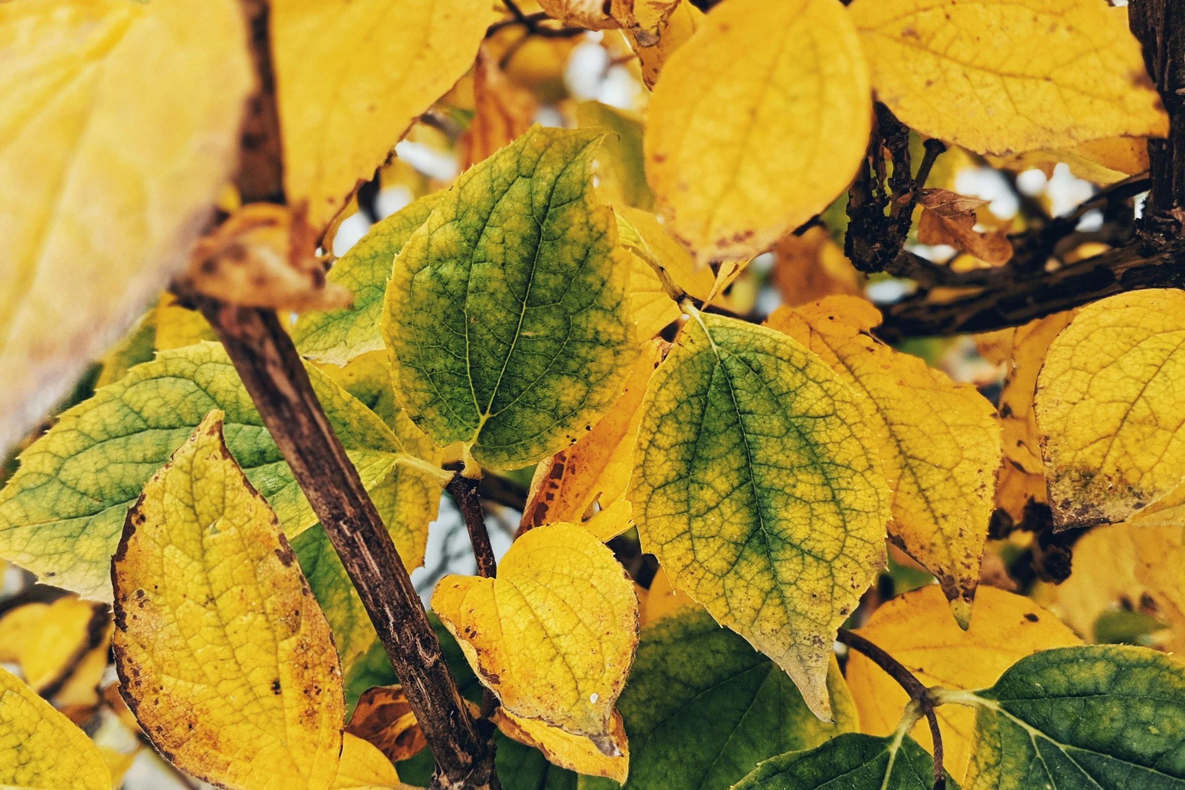 a tree that has some pretty leaves hanging on it