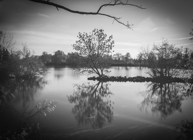 the trees stand beside a lake with no leaves on it