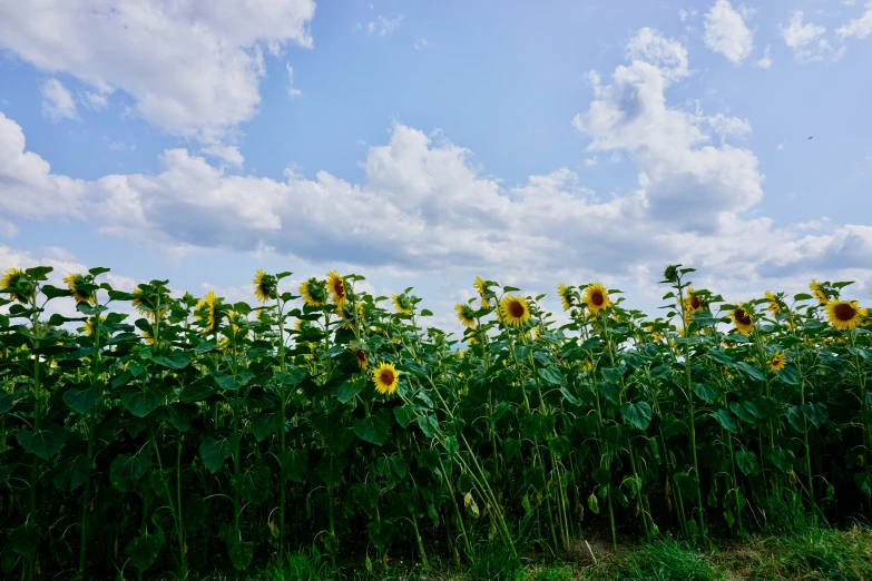 a field filled with lots of sunflowers under a blue cloudy sky