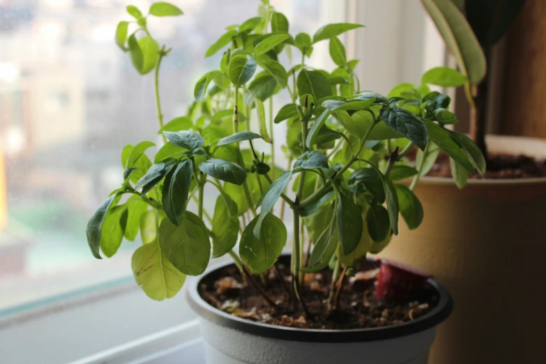 small green plants in a pot on the window sill