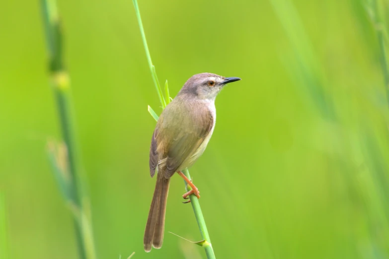 a small bird sits on top of a plant