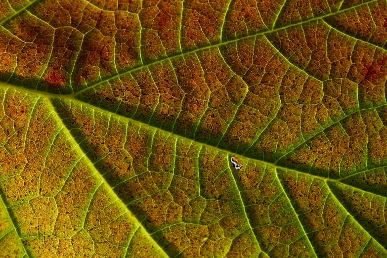 green leaves that have yellow and brown spots