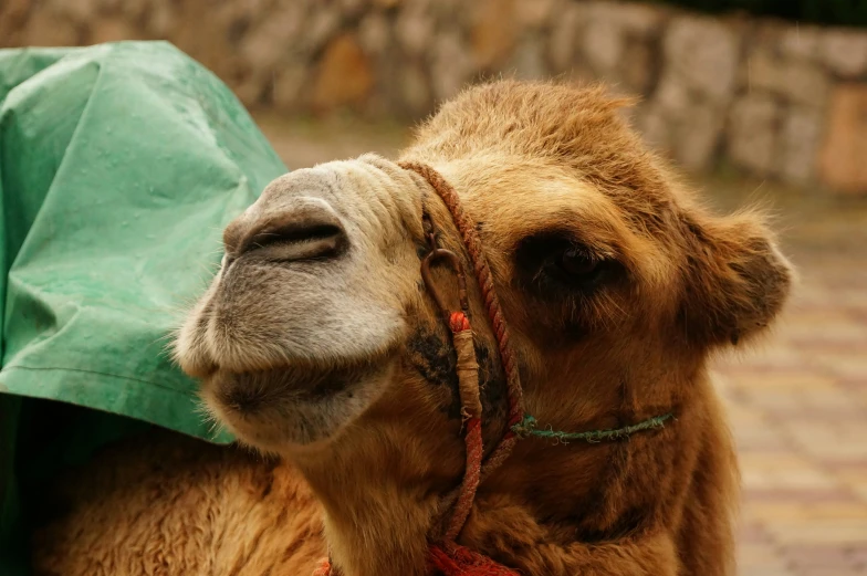 a camel standing on top of a brick ground