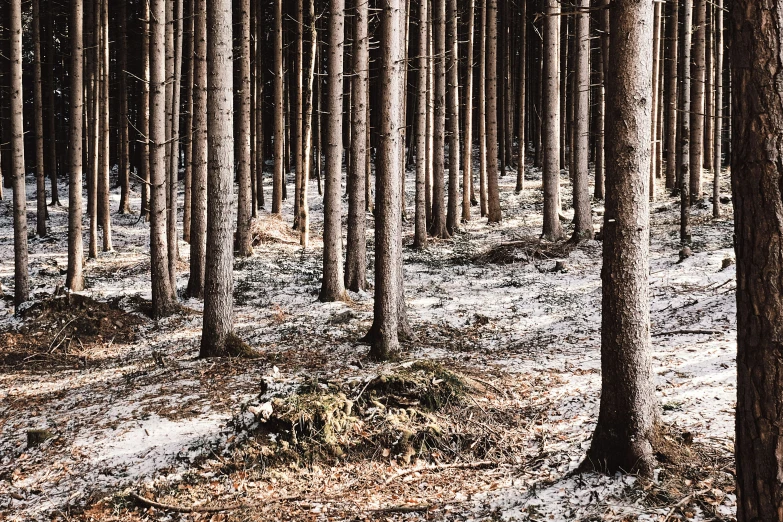 the tall trunks of pine trees are covered in snow