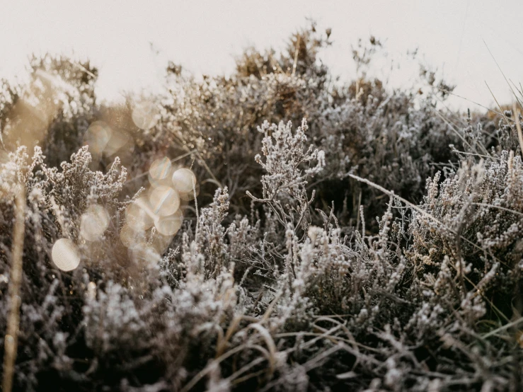 a patch of bushes covered with frozen snow