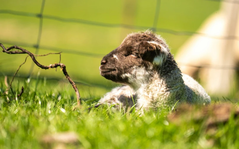 a small lamb sitting in the grass near a fence
