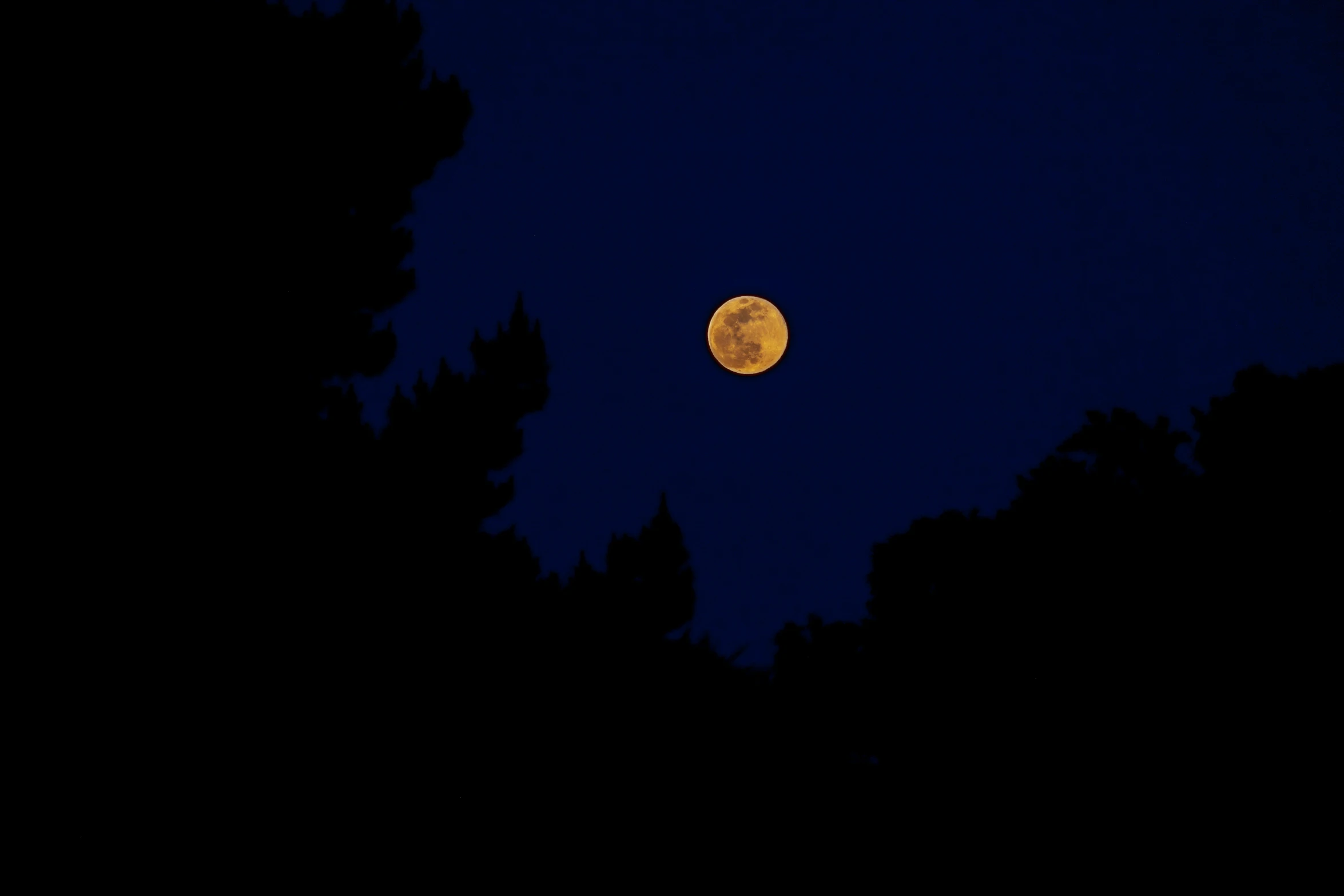 a full moon is seen through some trees