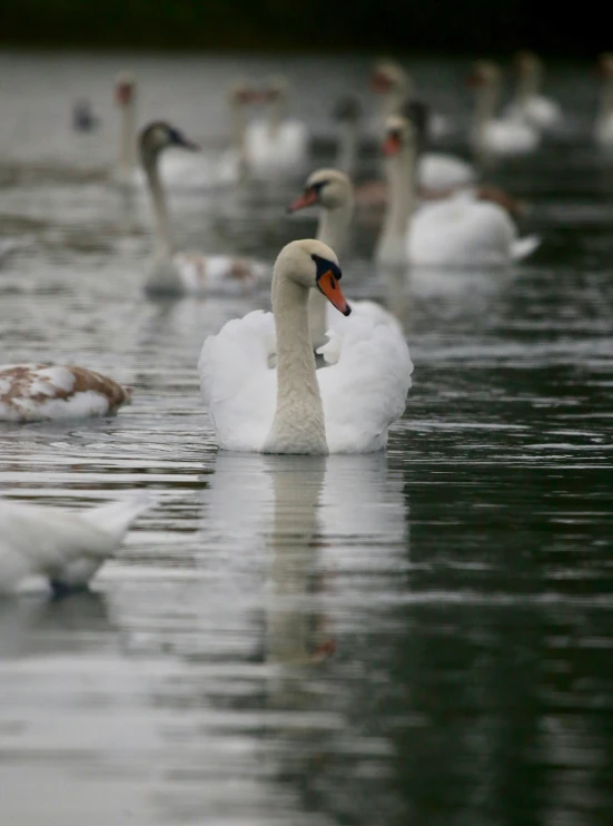 many swans swimming on the water in a line