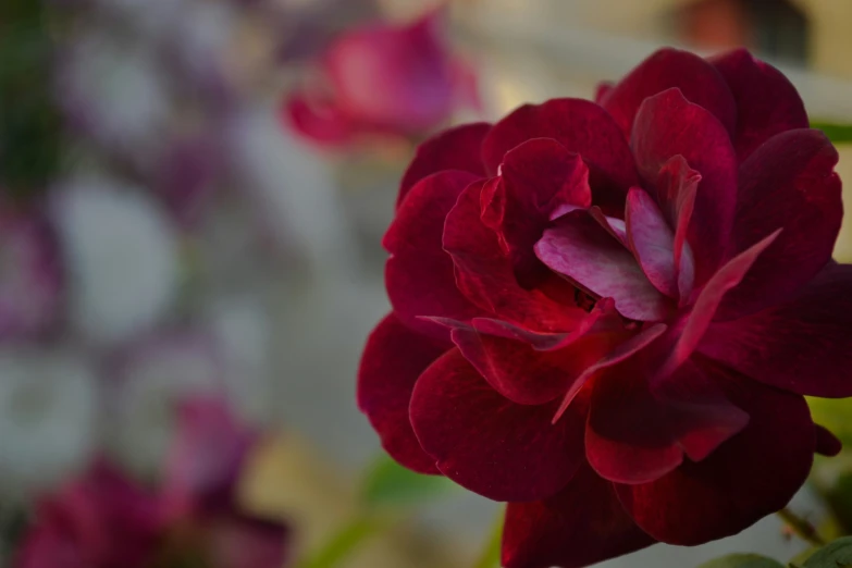 this is a flower with many details that are on display