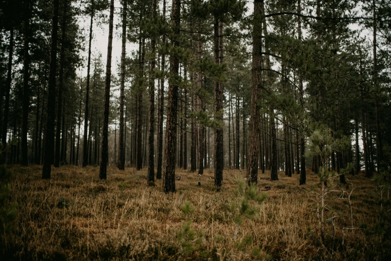 an empty, dark, pine - forest with many trunks in the foreground