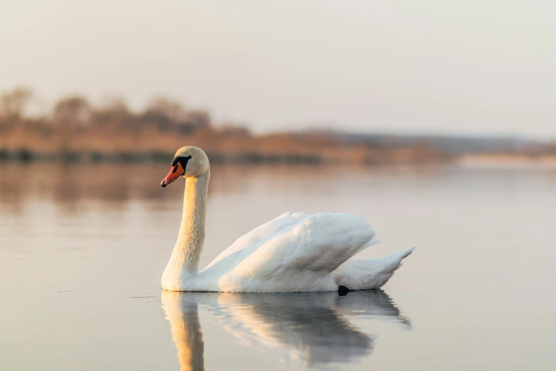 a large white swan is on the water