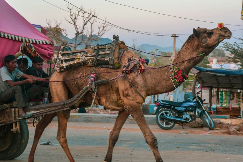 a camel carrying people and luggage in a town