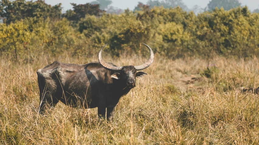 a bull is standing in the tall grass