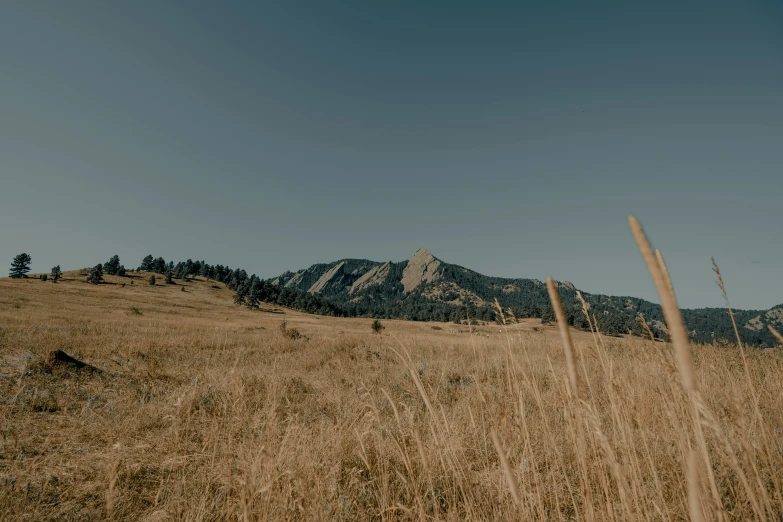 the mountains on a clear day can be seen behind the tall grass