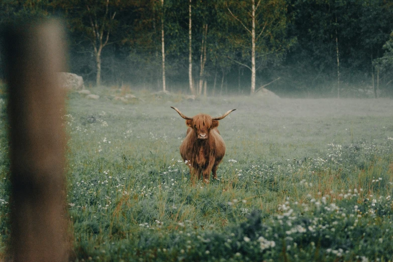 a cow that is standing in the grass