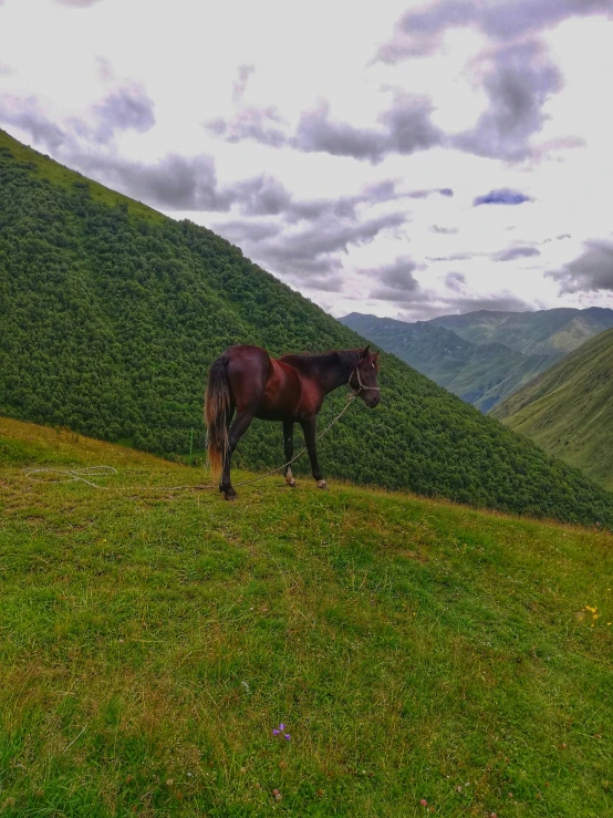 a horse standing on top of a grass covered hill