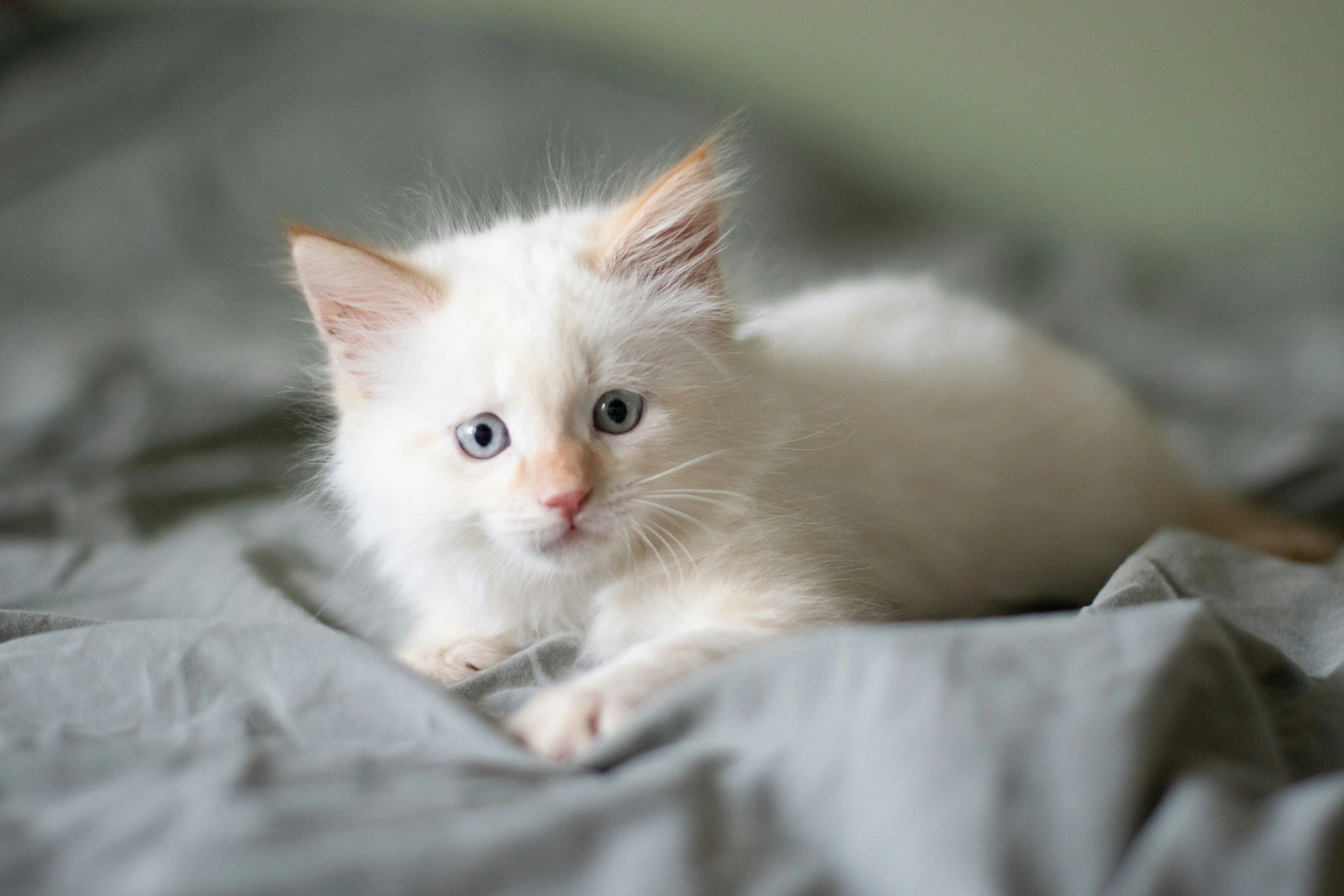 a small white cat is on a gray blanket