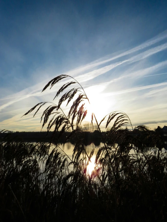 the sun reflecting on water with plants in foreground