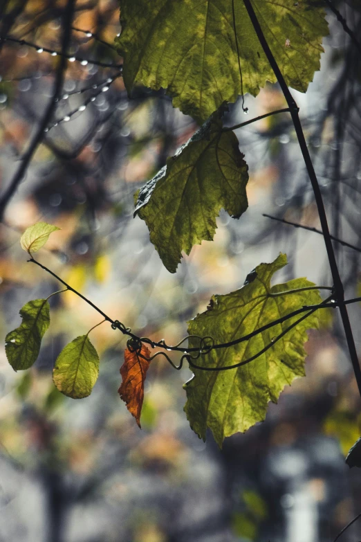 leaf with drops of water on top of leaves