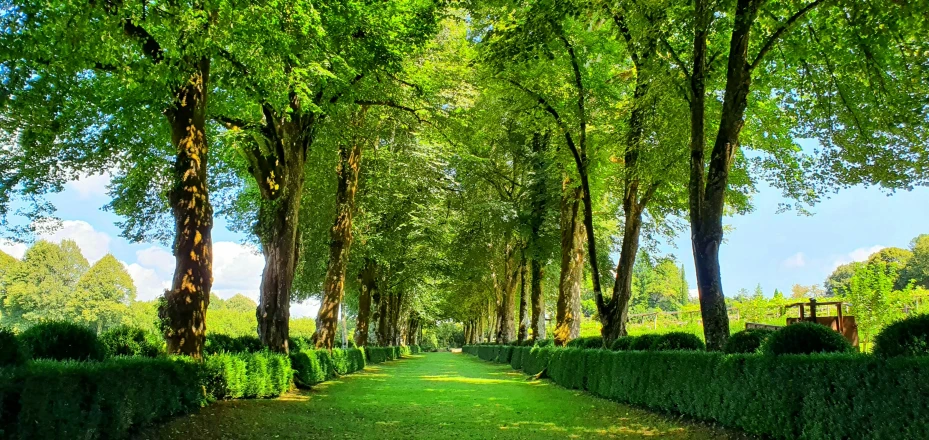 a walkway through the trees and shrubs leading into the park