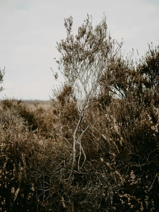 a tree that is standing alone in the bushes