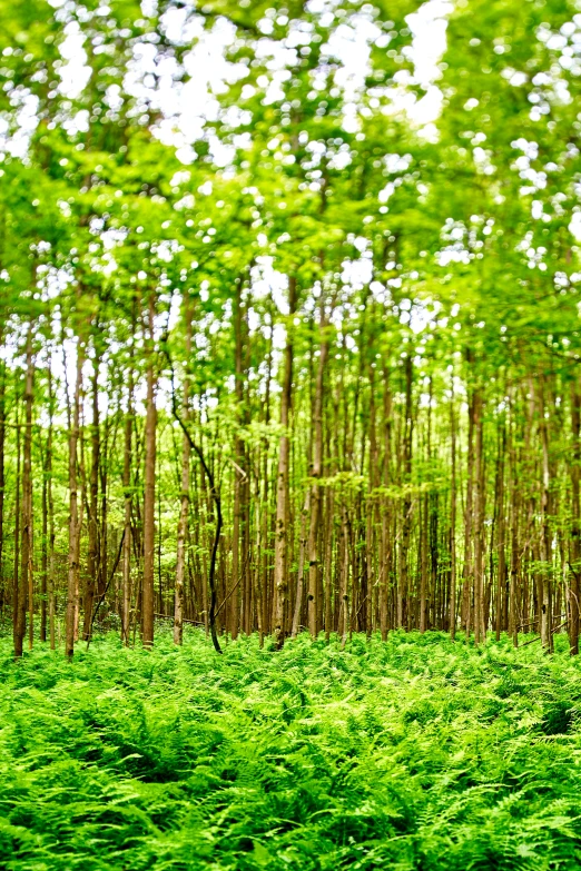 a field with trees, ferns and bushes in the foreground