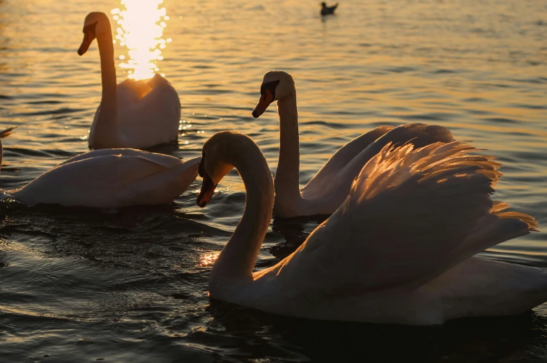 several swans swimming on the water at sunset