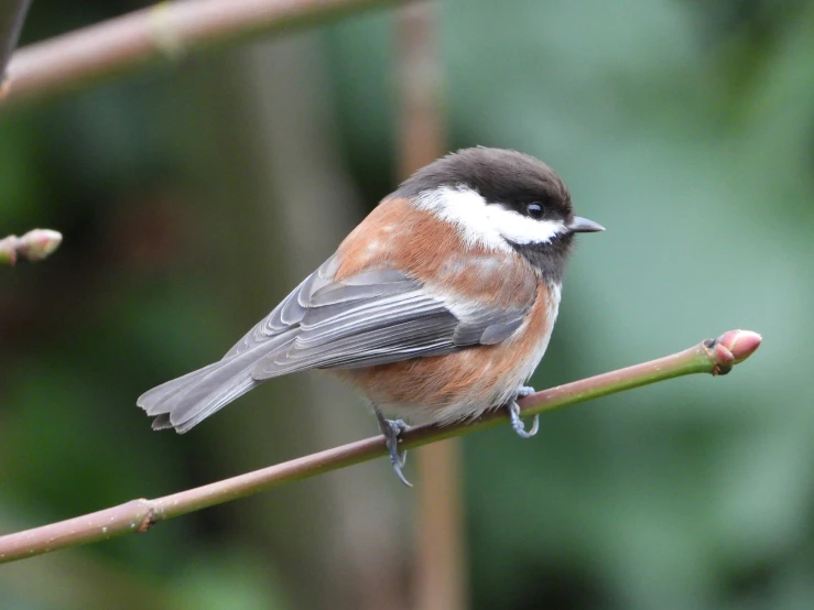 a little bird perched on a nch with small berries