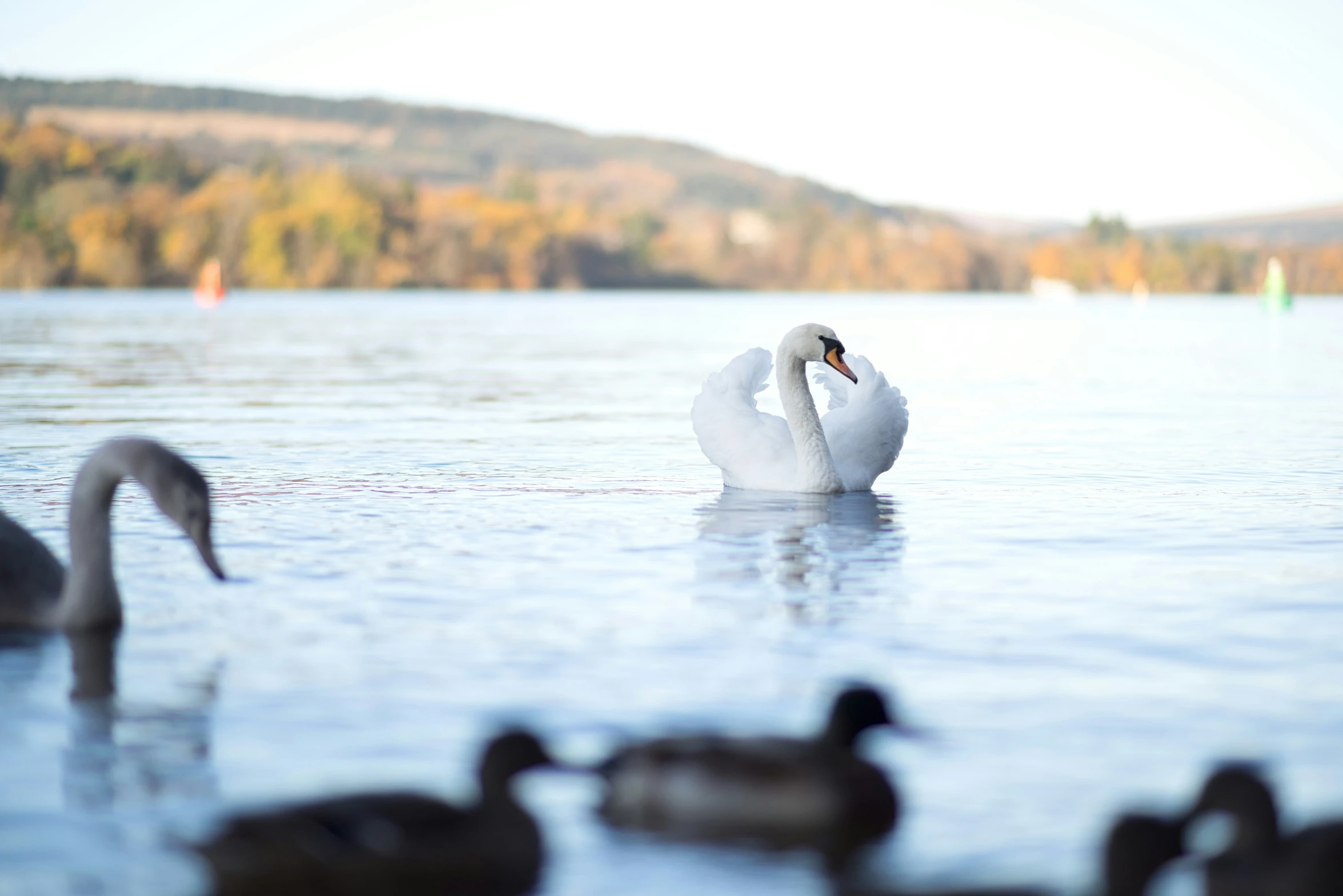 white swan on water in front of mountains and sail boats