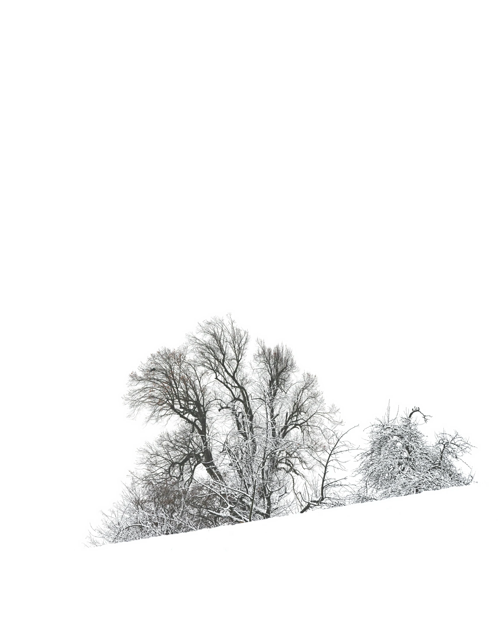a single tree stands in the snow while it is winter