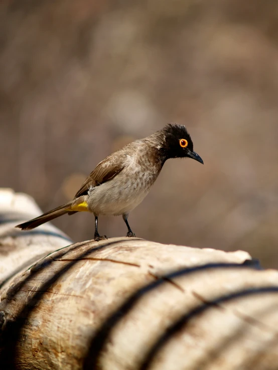 a small bird standing on top of a piece of wood