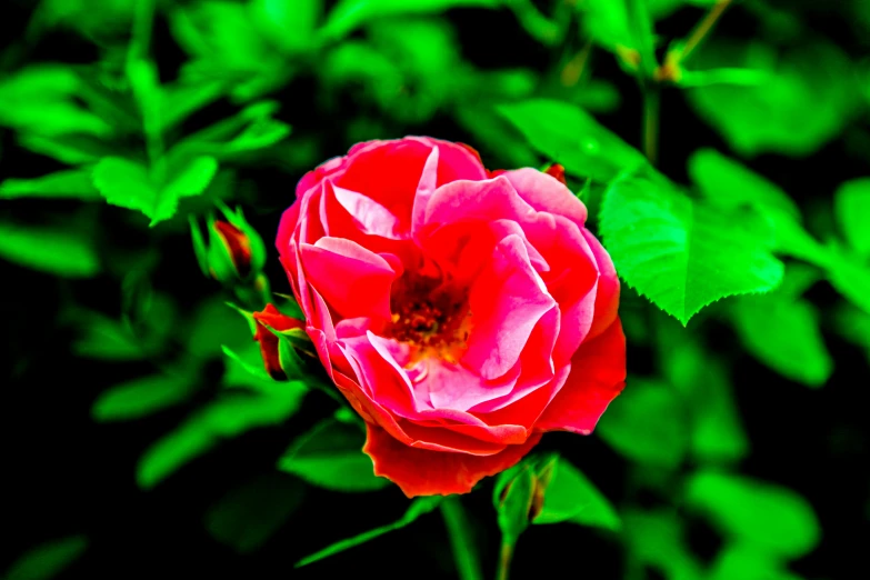 a single rose is in the foreground and green leaves