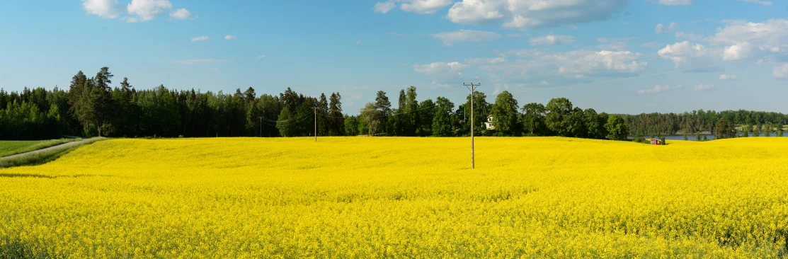 a field of yellow wildflowers on a sunny day