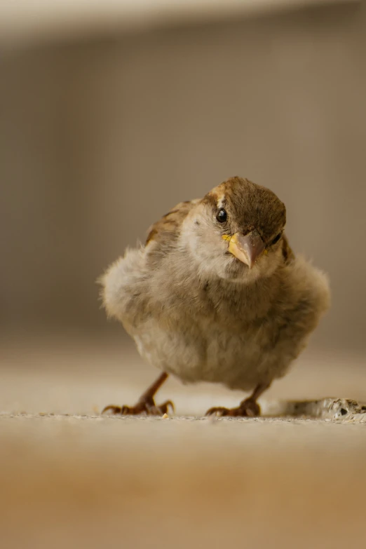 the small bird is standing in the floor