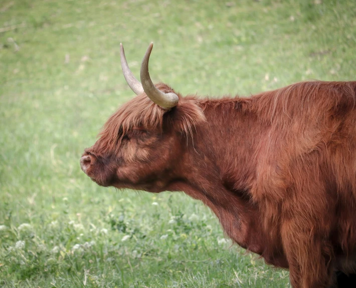 an ox with horns is standing in a field