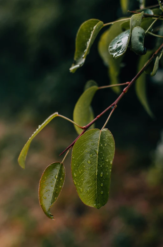 the leaves are still wet, but the sun is shining through