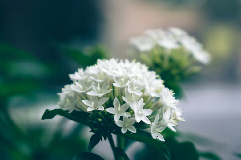 white flowers are blooming outside on a sunny day