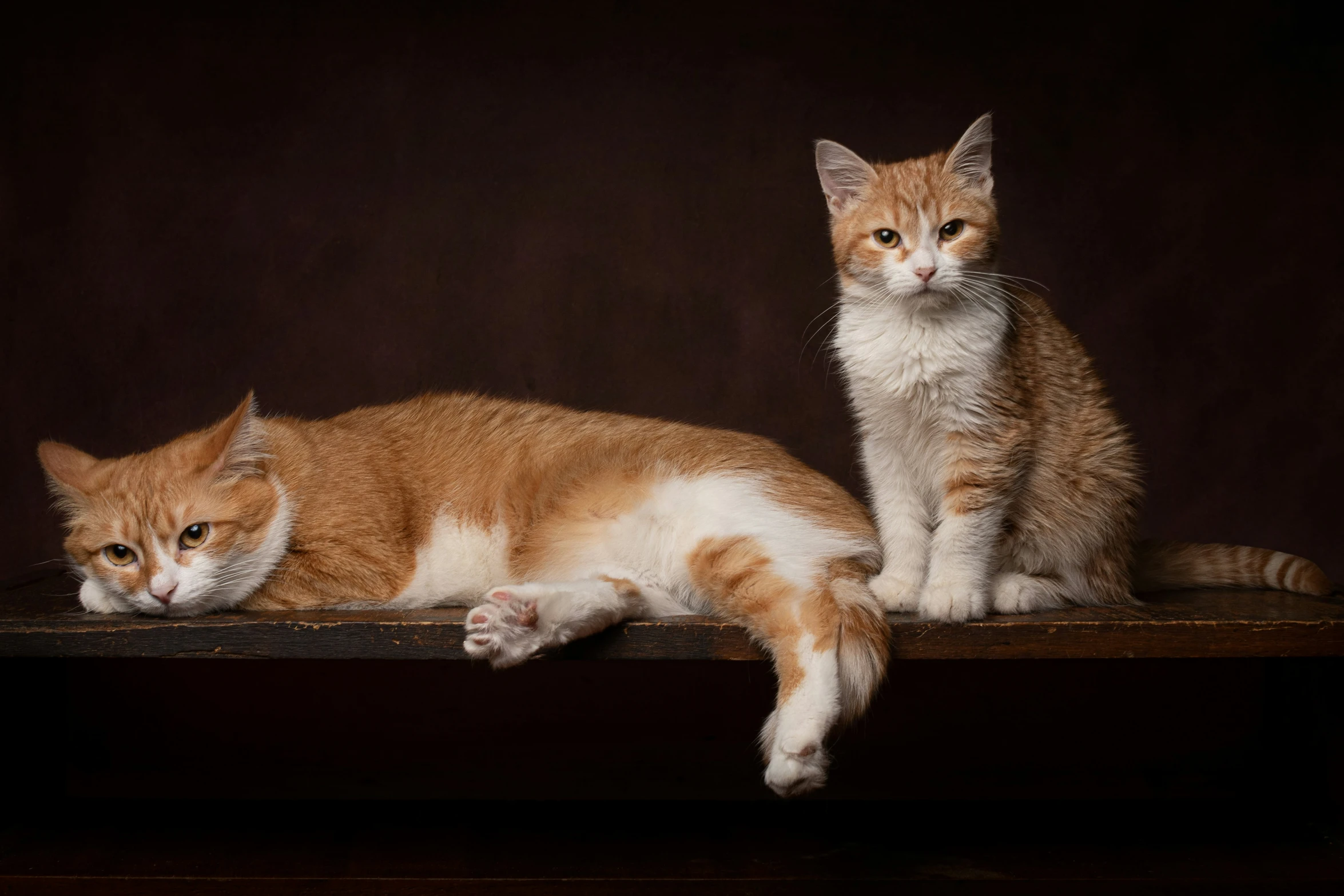 two cats are laying down on the shelf